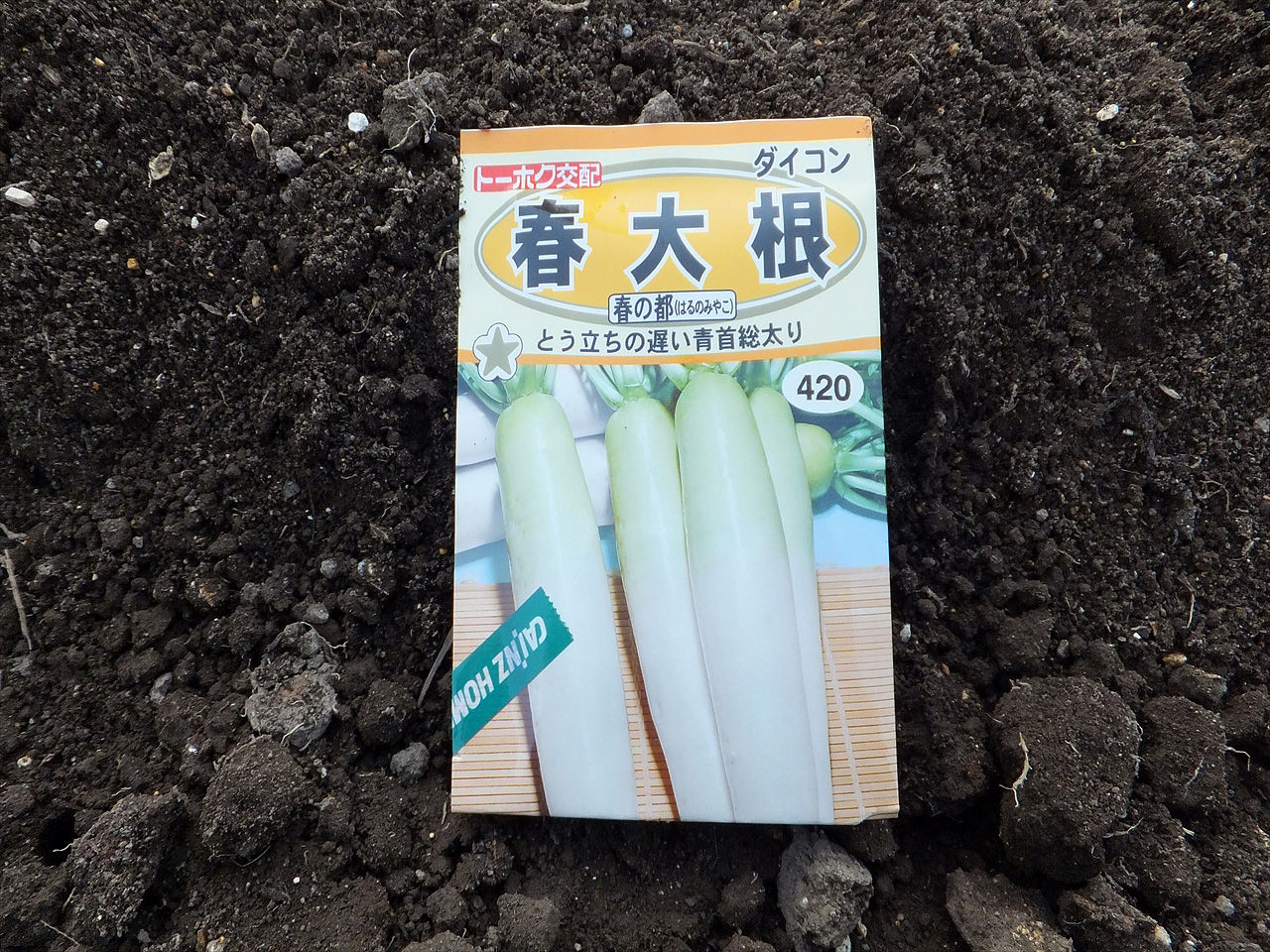 春まき大根の種をまいた コレムボラのつぶやき