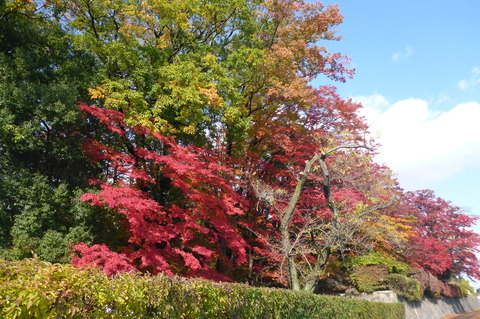 桑折町陣屋の杜公園の紅葉が見頃です。