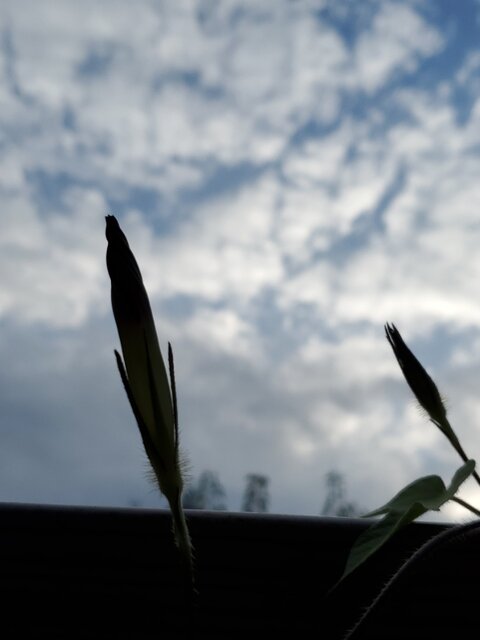 20200801_174248
