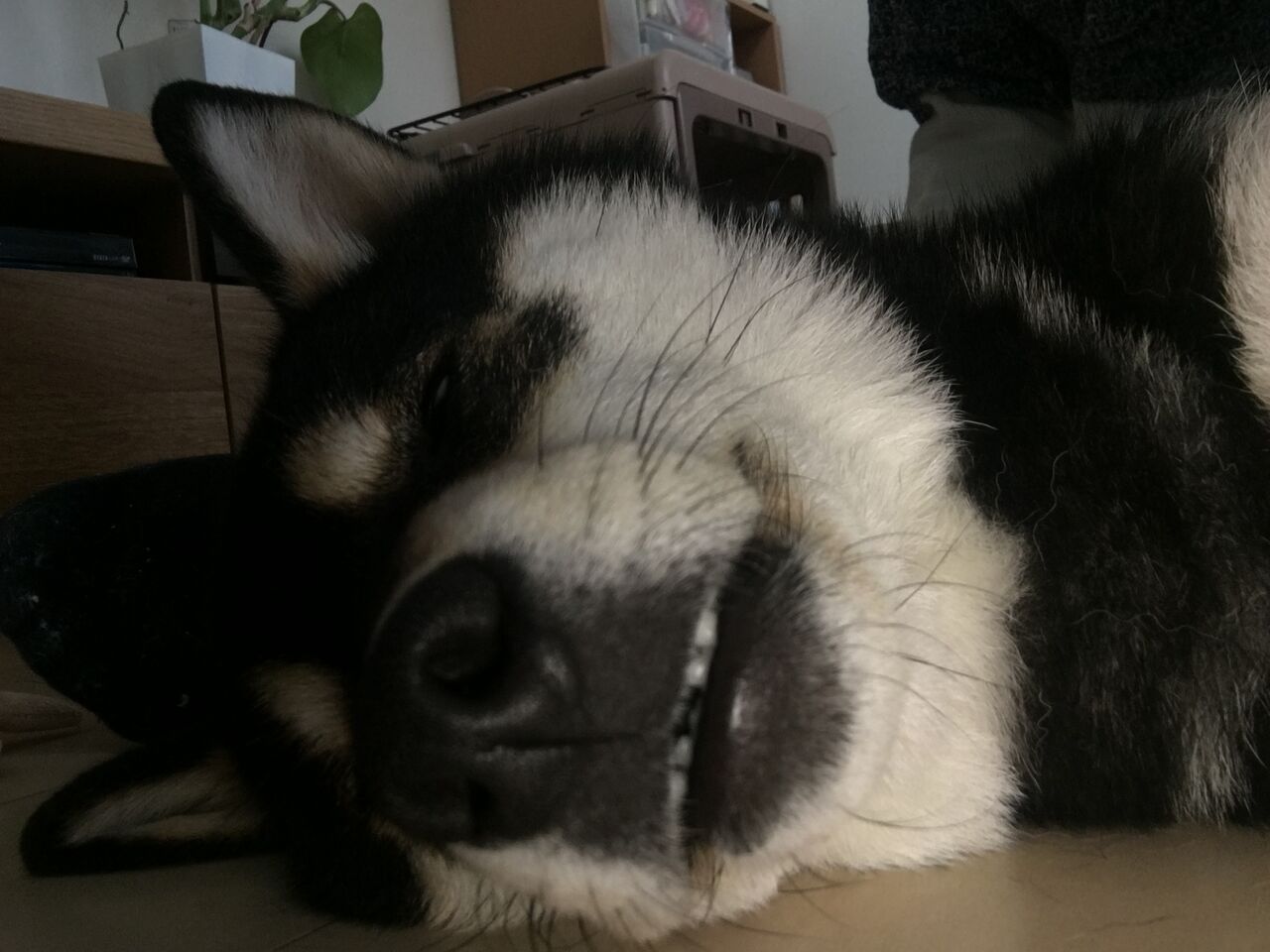 眠いよー 柴犬くうのblog