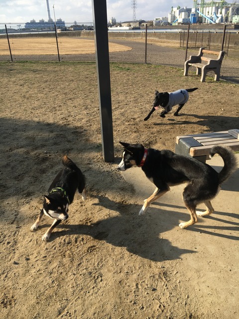 しもやけで痛い 柴犬くうのblog