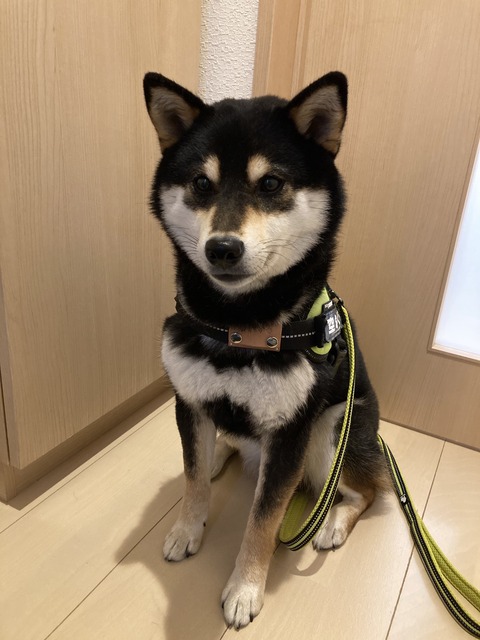 犬 柴犬くうのblog 犬 柴犬くうのblog