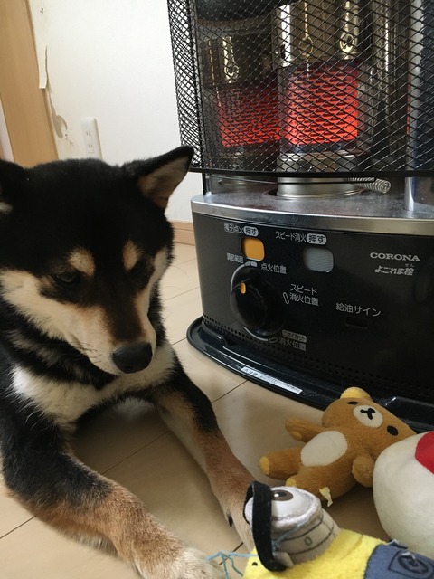 眠いよー 柴犬くうのblog