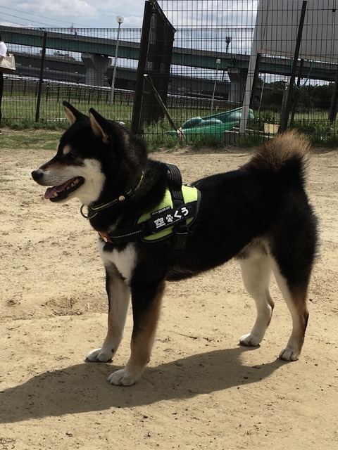 犬 柴犬くうのblog
