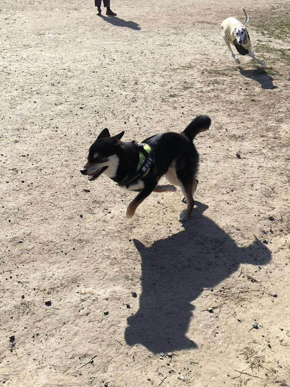 すごく寒いよ 柴犬くうのblog すごく寒いよ 柴犬くうのblog