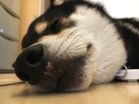 鼻の下が 柴犬くうのblog