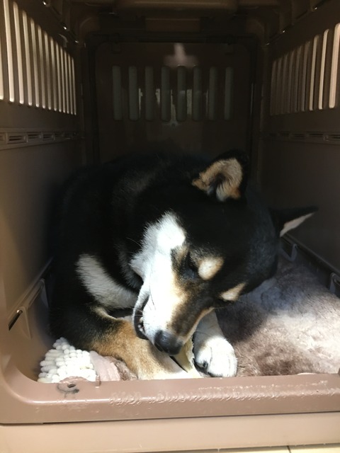 しもやけで痛い 柴犬くうのblog