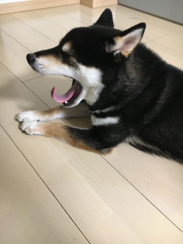 スイカですよ 柴犬くうのblog スイカですよ 柴犬くうのblog