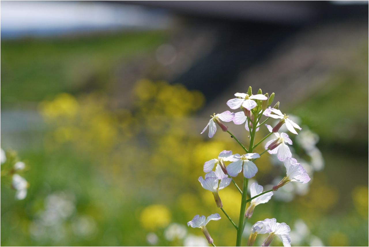 ハマダイコンさんの花 風まかせ