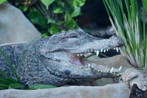 【動物】世界最高齢123歳のワニ、子孫は1万匹