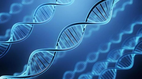 縄文人の遺伝子の特徴を持つ人は太りやすい？…大阪大・金沢大が日本人１７万人の情報解析