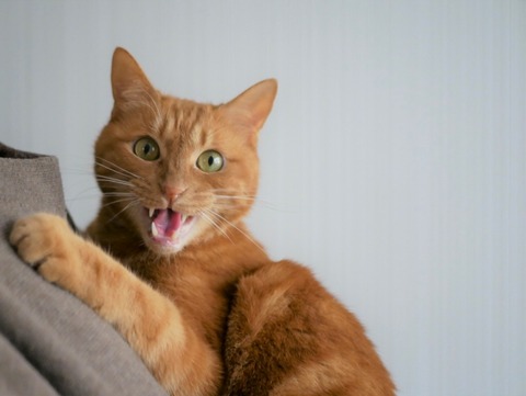 【閲覧注意】ネズミさんトラップ、有能すぎる