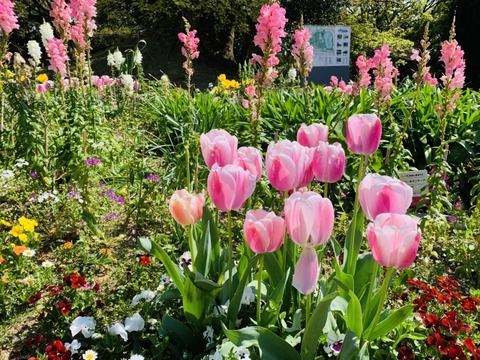 【速報】小学校花壇にシカの頭部