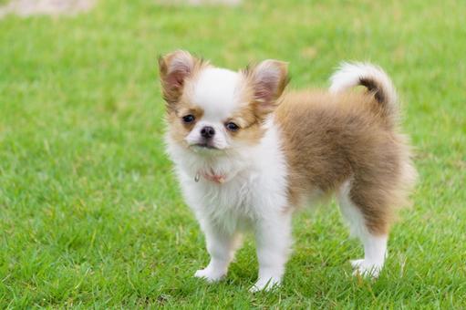 動物の動画で癒されよう。←生成AIの登場でもうなにも信じられない世の中に