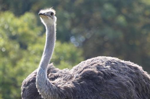 【画像】江戸時代のダチョウ（陀鳥）、ただの化け物だった