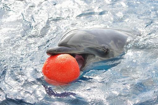 【悲報】イルカ「サッカーしようぜ！お前ボールな！」