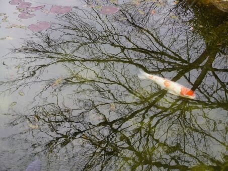【画像】イギリスに「人面魚」出現 飼い主が説明「父親の生まれ変わり」