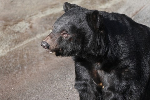 バスを待っていた女子高校生がクマに左腕をかまれる…秋田で計４人負傷