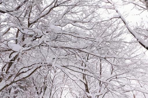 【悲報】「都心でも5センチを超えて積もる場合がある」週明けに関東・甲信で警報級の大雪の可能性