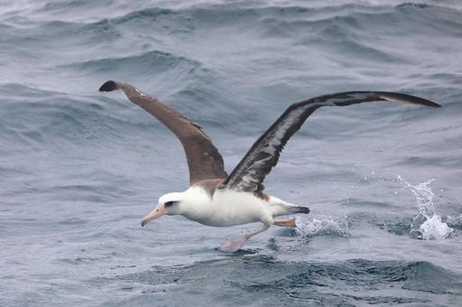 御年74歳　「世界最高齢」のアホウドリが再び産卵
