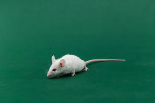 【閲覧注意】ニューヨークのドブネズミ、お前らの想像する1.2倍くらいデカいwwwww