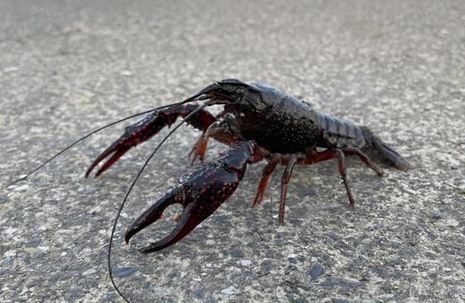 【食料問題】コオロギのライバル？ 低コスト・高タンパクのザリガニを東京農大が“激推し”