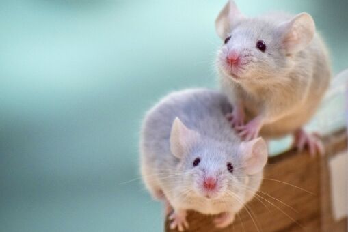 【速報】♂マウス同士で子作り成功！将来は男性カップルが子供を持つ可能性も！
