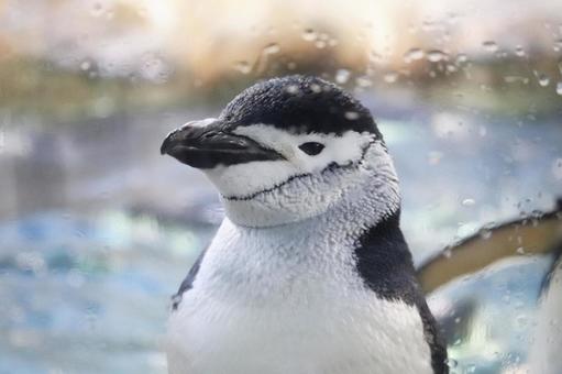 【衝撃】ヒゲペンギン、1日に1万回昼寝をすることが判明ｗｗｗｗｗｗ