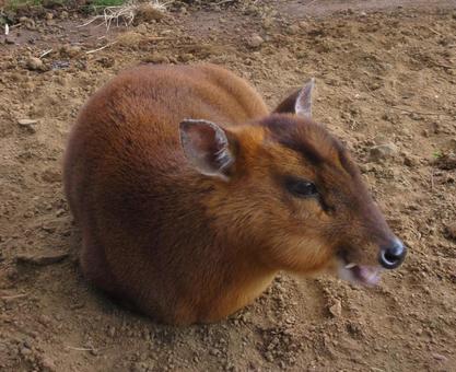【速報】千葉でキョンが爆発的繁殖