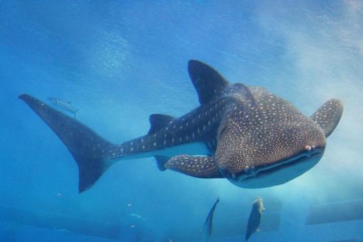【悲報】水族館でロボットジンベエザメを展示　客激怒で返金要求