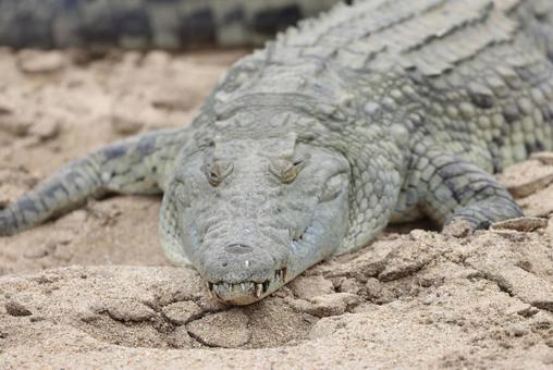 【速報】ワニに襲われた60代男性、まぶたを噛みつき返して撃退　本人は1か月入院