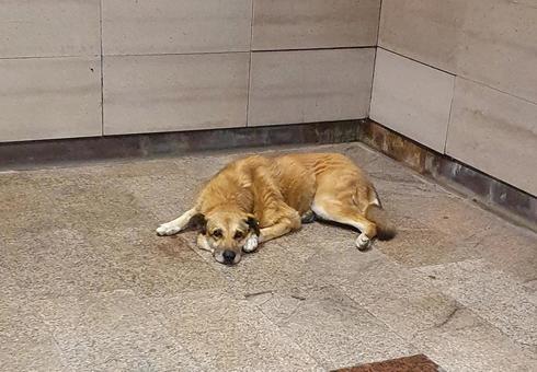 【悲報】クマが増えたのは野良犬を駆除したためと判明