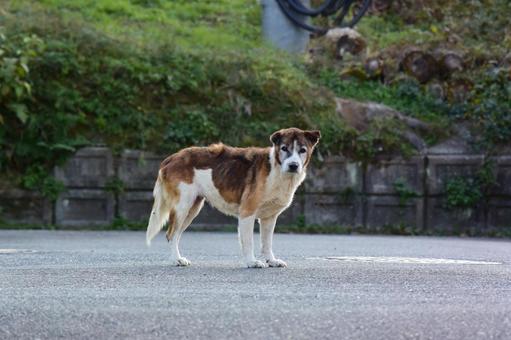 【悲報】茨城、40～50匹の野犬の群れに町を占拠される