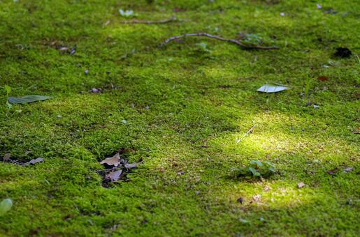 ランニングをしていた50代男性、苔で滑って肋骨を折る重症　市に280万円の賠償命令