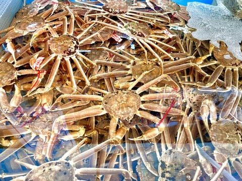 【悲報】ズワイカニ100億匹が死滅
