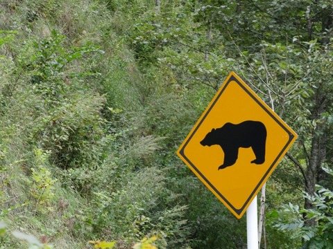 東京からクマ狩りにきたハンター、ヒグマに襲われ重傷