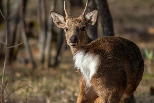 【緊急】鹿、男性を刺し逃走