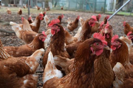 【悲報】養鶏会社で銅線窃盗　停電でニワトリ多数死ぬ　渋川で2件目