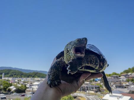 【動画】カメさん、怒る????????