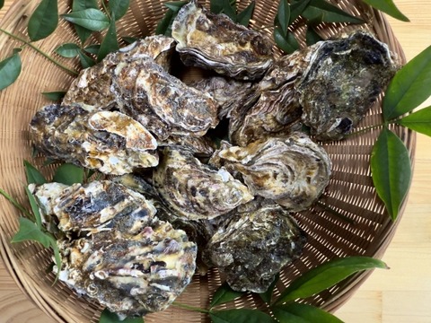 【悲報】広島県 宮島のカキ、海水温上昇でハッスルしすぎてしまい疲弊して大量死・・・