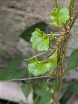 PXL_20250915_052307740