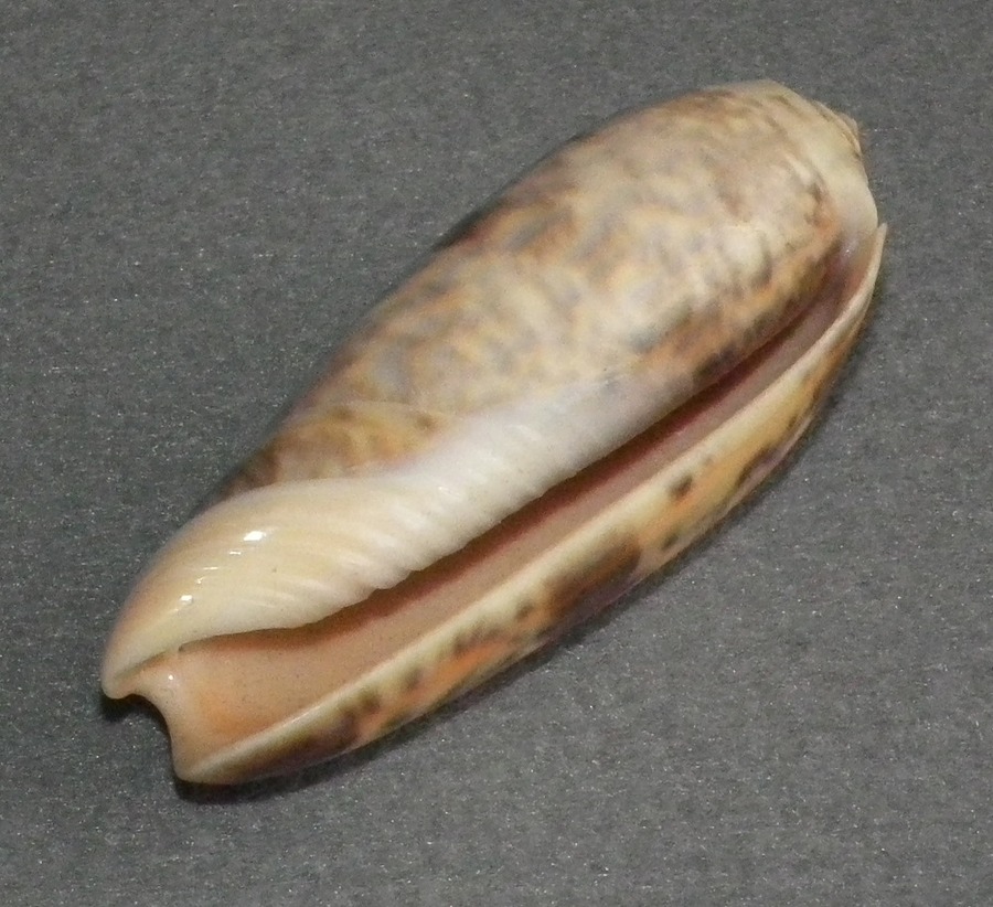 DSCF2039