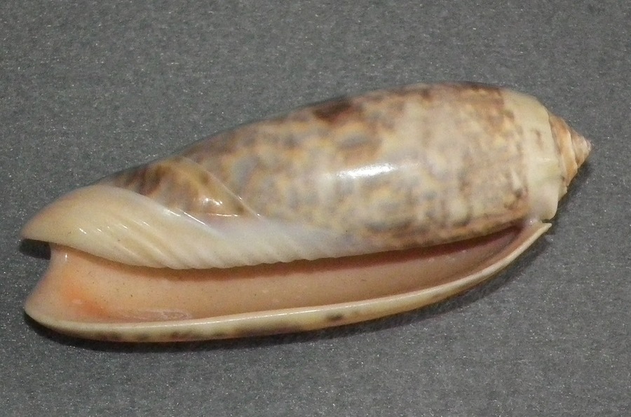 DSCF2034