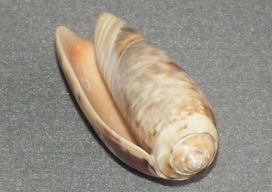 DSCF2035