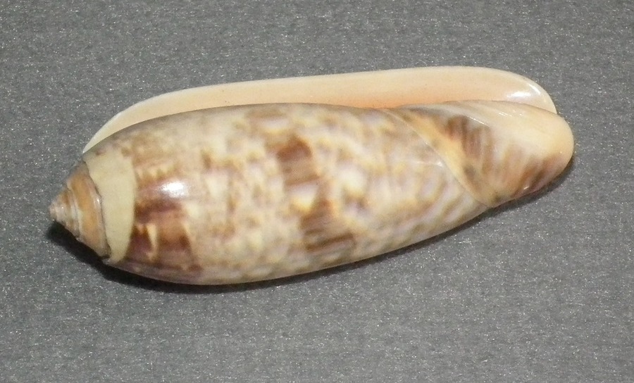 DSCF2036