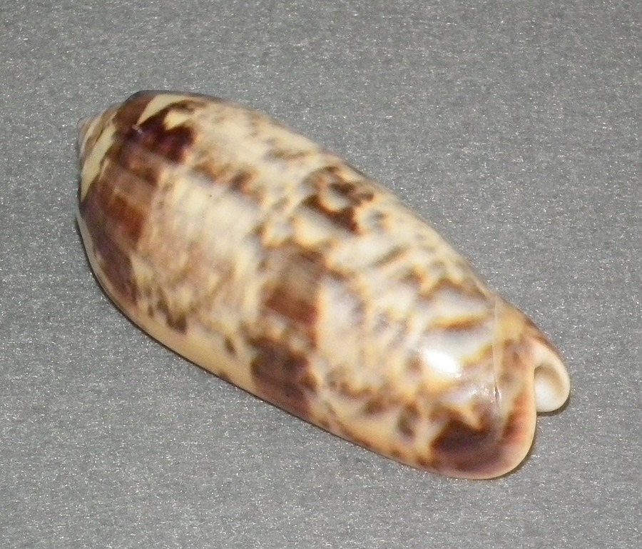 DSCF2037