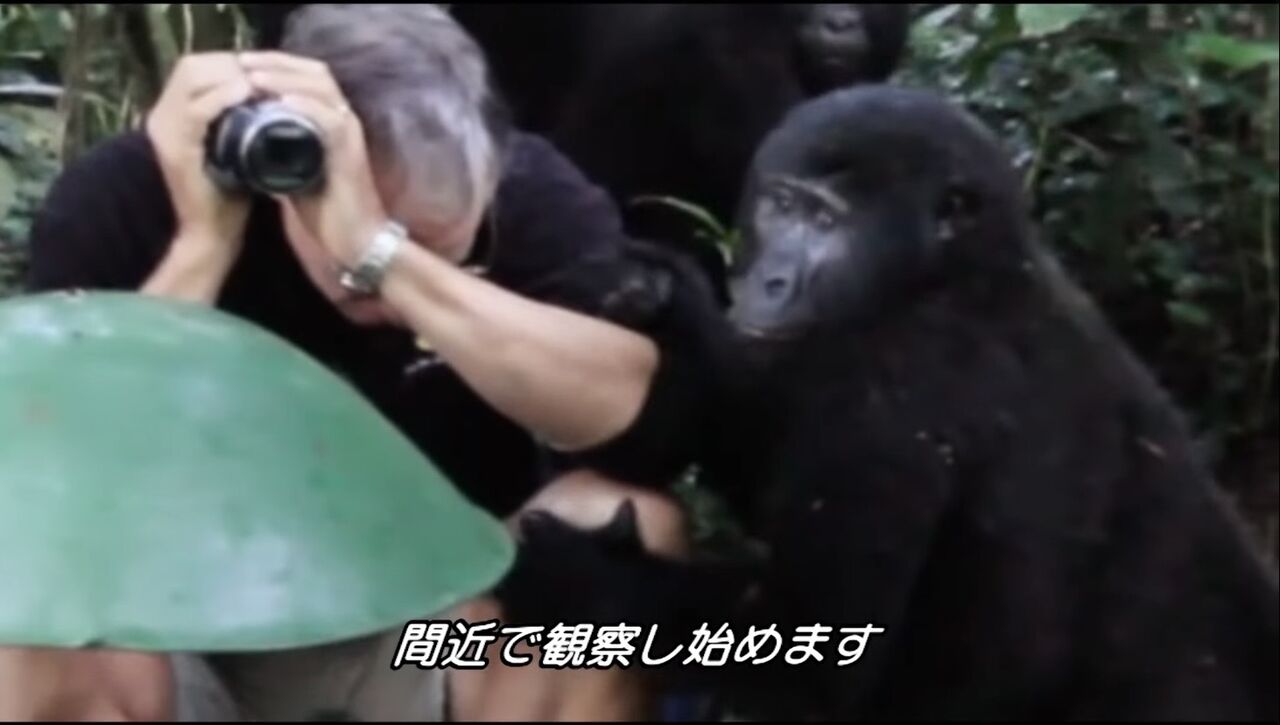 画像 ゴリラ ねぇ見て見て ニンゲンがいるよ ｿﾞﾛｿﾞﾛ 美味しい毒