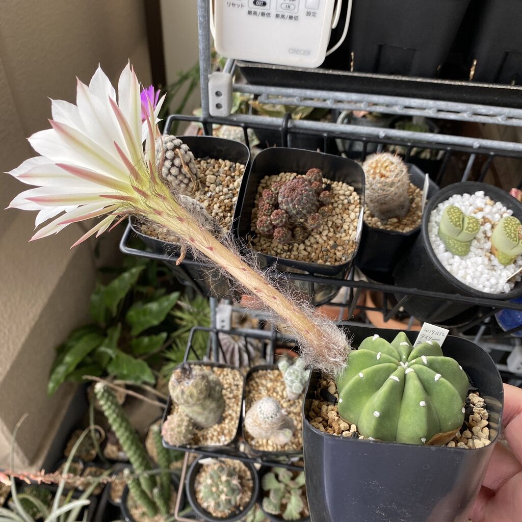 T4u 人工観葉植物 フェイクグリーン プラスチック製 寄せ植え 6点セット インテリア飾り お世話のいらない 造花 サボテン ギフト