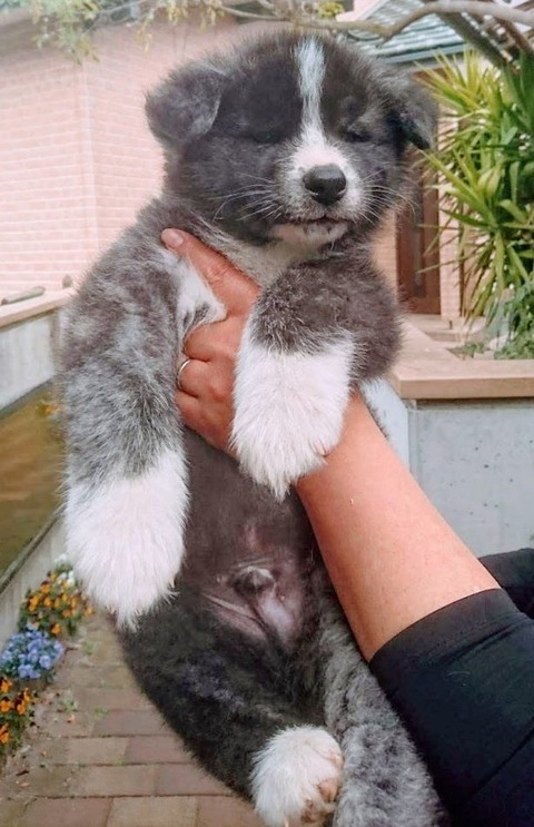 画像 秋田犬の子犬 たった1年でとんでもない大きさに成長するｗｗｗｗｗｗｗｗ 美味しい毒