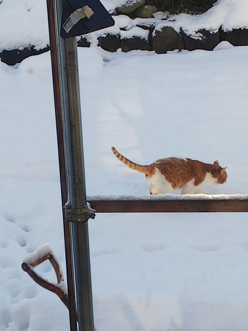 画像 ワイんちの縁側 大雪でネッコの避難所と化すwwwwwwwww 美味しい毒 画像 ワイんちの縁側 大雪でネッコの避難所と化すwwwwwwwww 美味しい毒